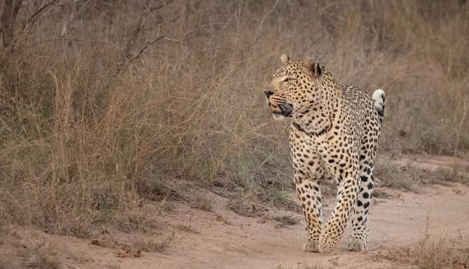 Blog images - 2025 - Kumbhalgarh wildlife sanctuary s animals