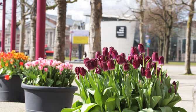 Blog images - 2025 - Tulip Festival In Amsterdam