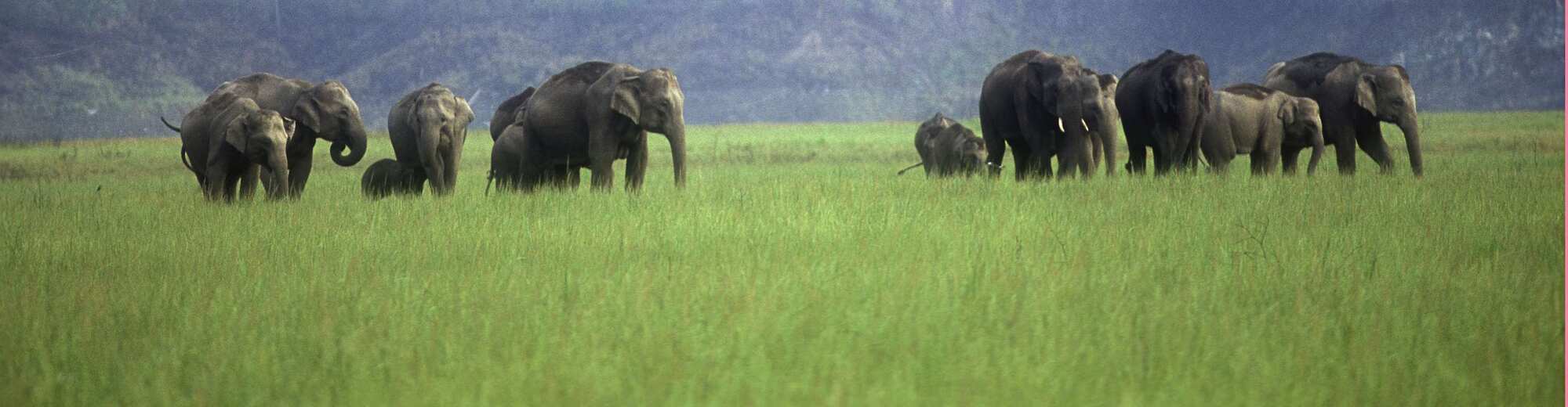 Reiseziel-Seiten - Jim Corbett Park, Ramnagar