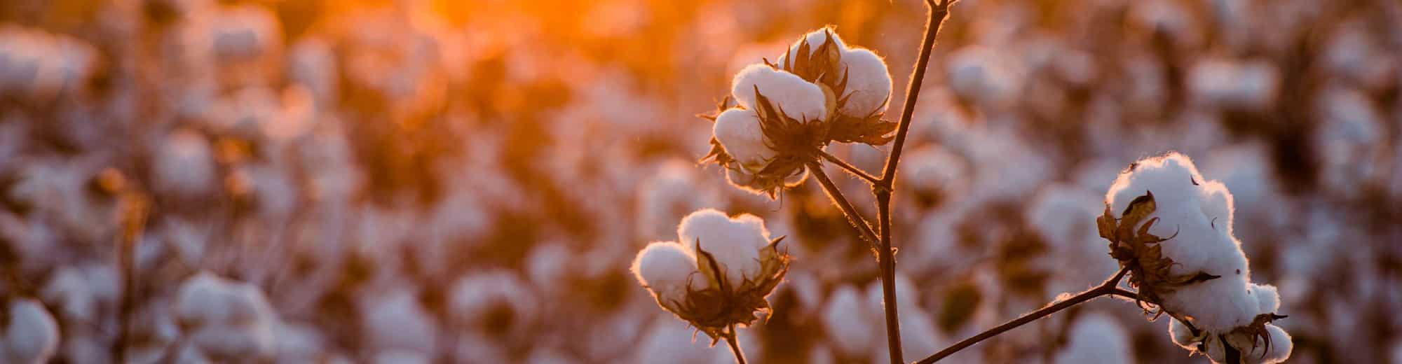 Destination Pages - South Asia - Cotton field at sunset, Yavatmal, India