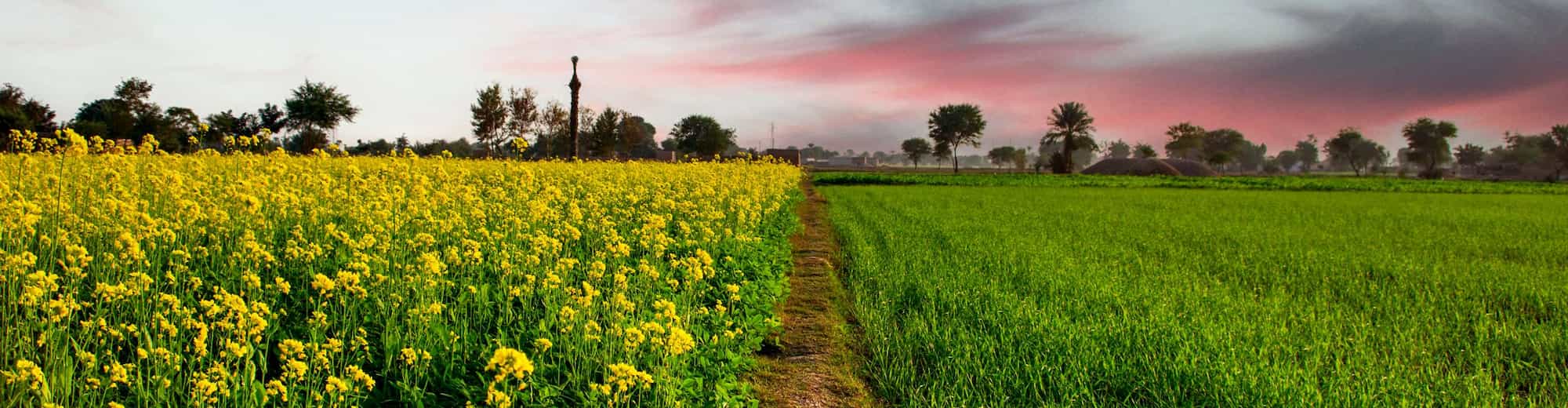 Destination Pages - South Asia - Mansowal, India