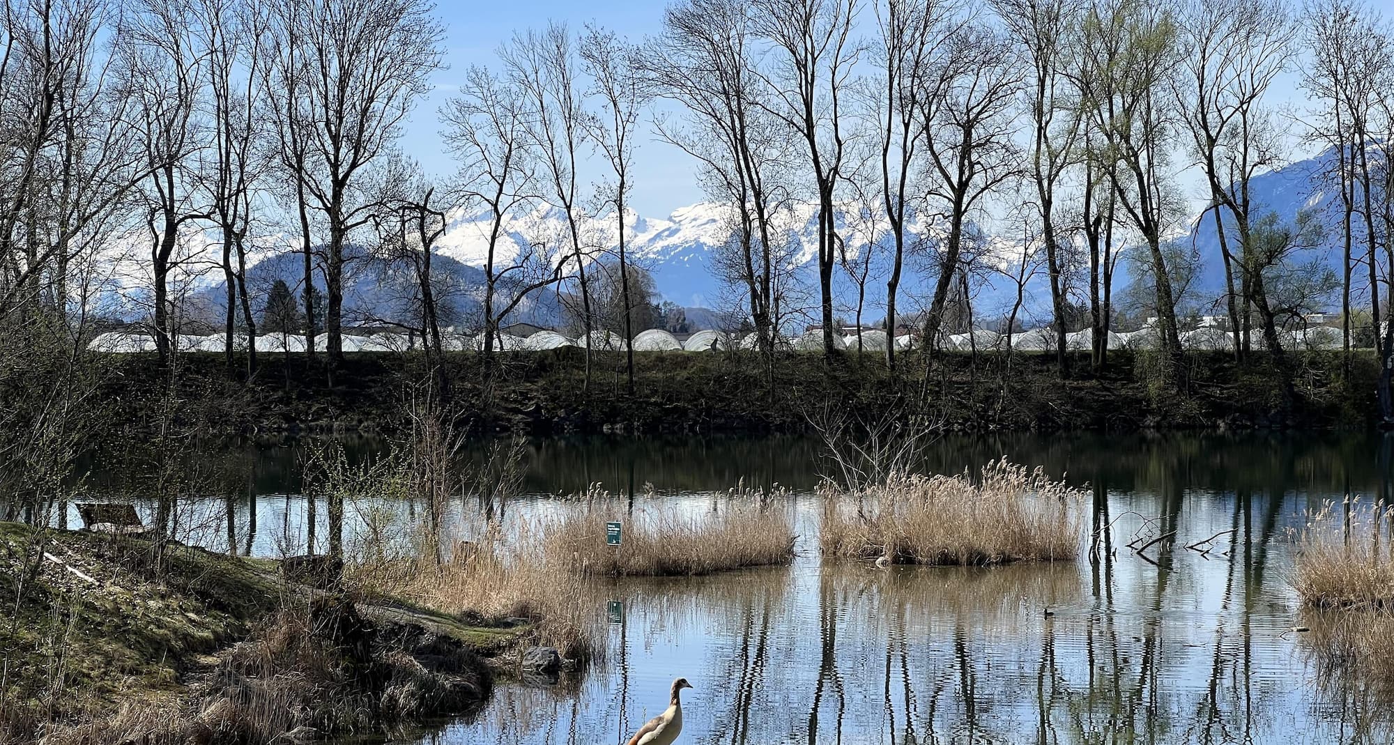 Old Rhine Nature Park, Lustenau
