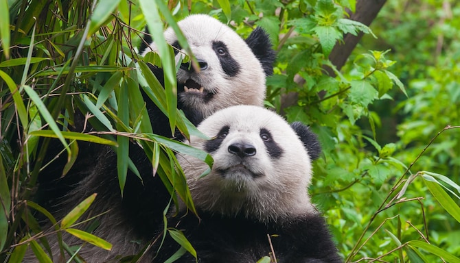 成都 (Chengdu)