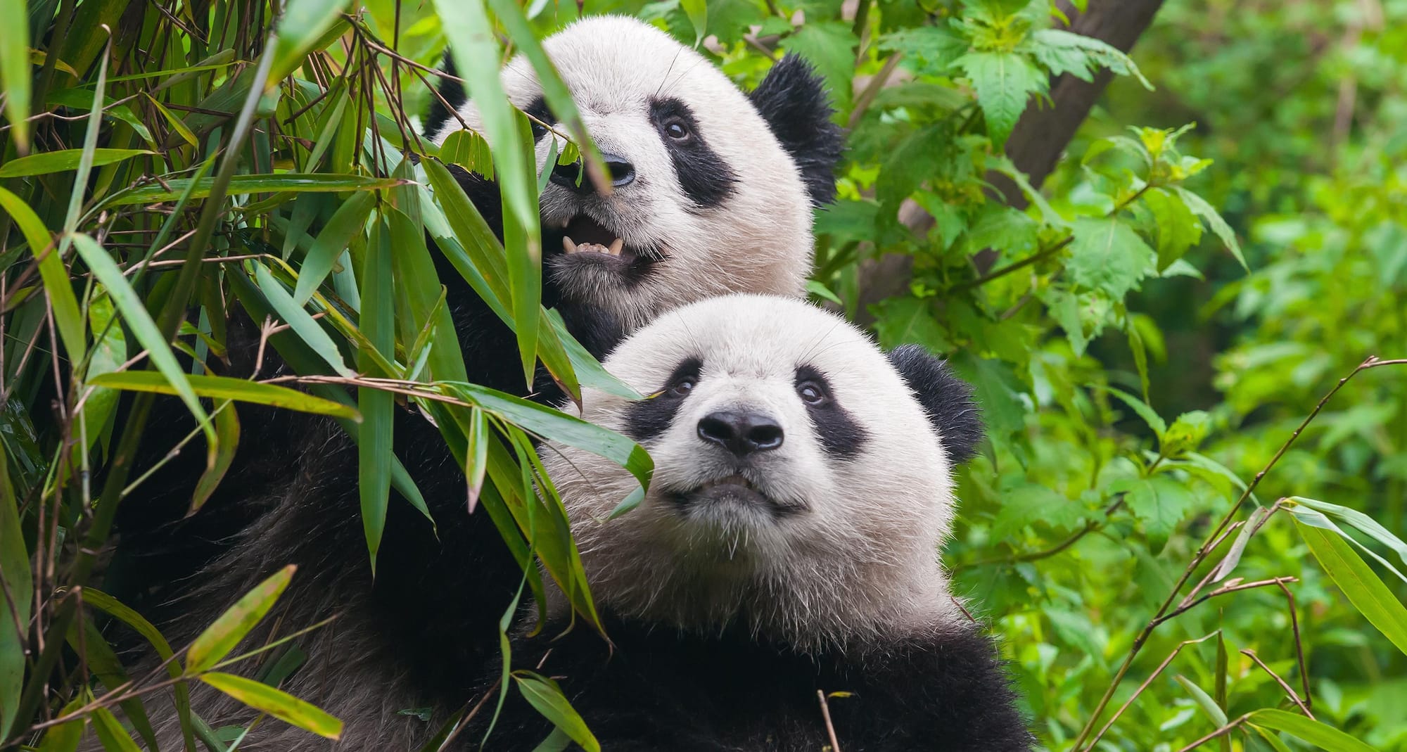Destination Pages - China - Chengdu China