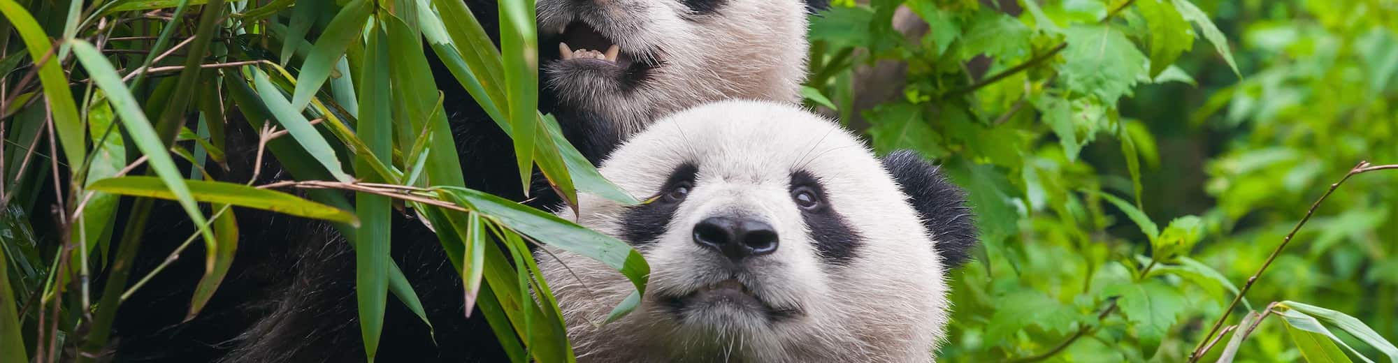 Destination Pages - China - Chengdu China
