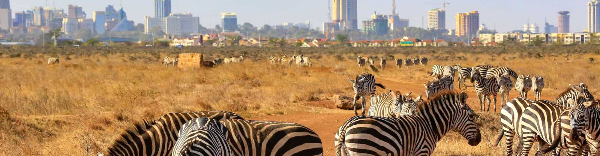 Destination Pages - Skyline and zebras in Kenya