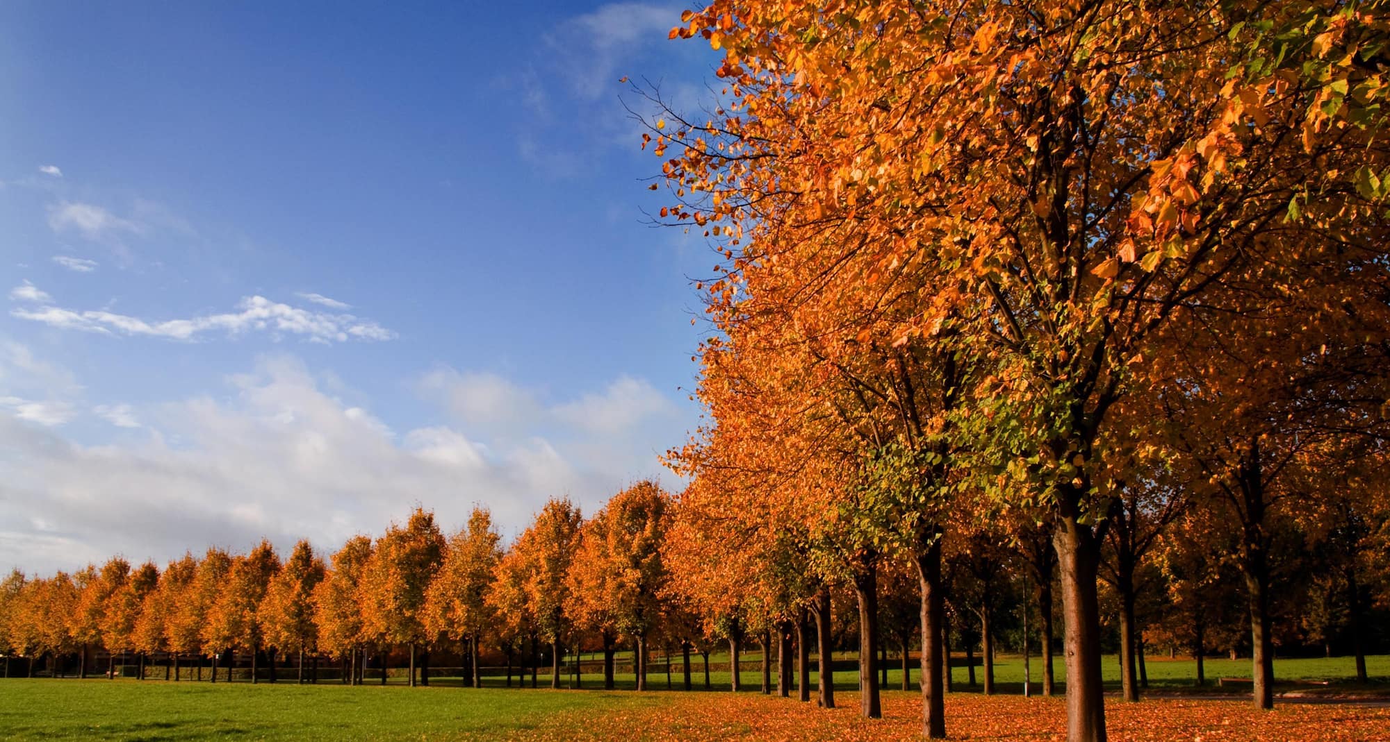 Taastrup Autumn view