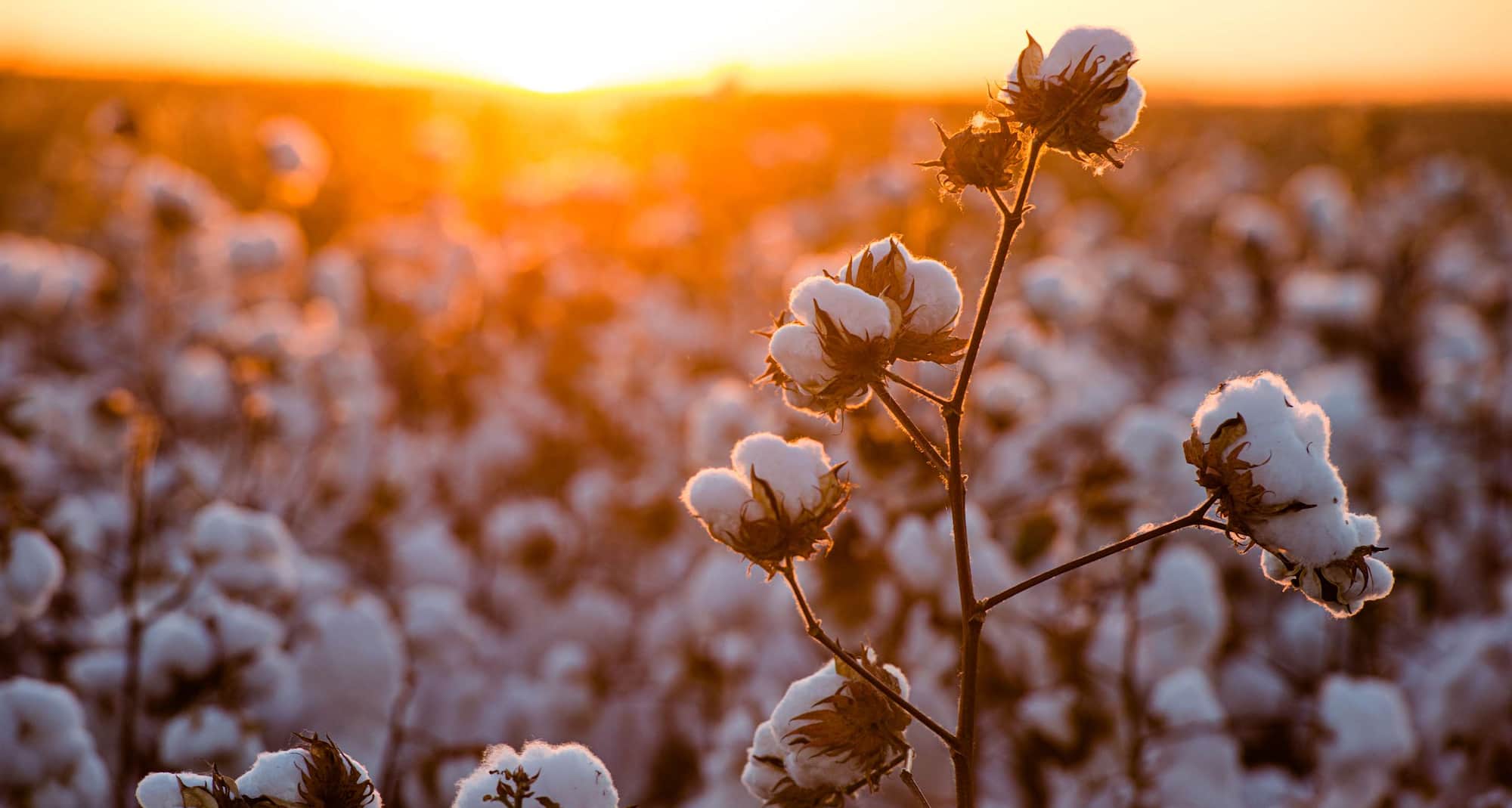 Destination Pages - South Asia - Cotton field at sunset, Yavatmal, India