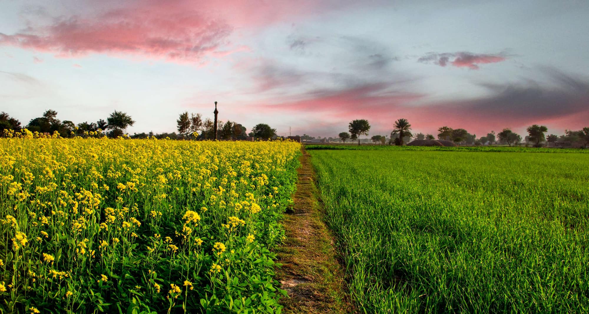Destination Pages - South Asia - Mansowal, India