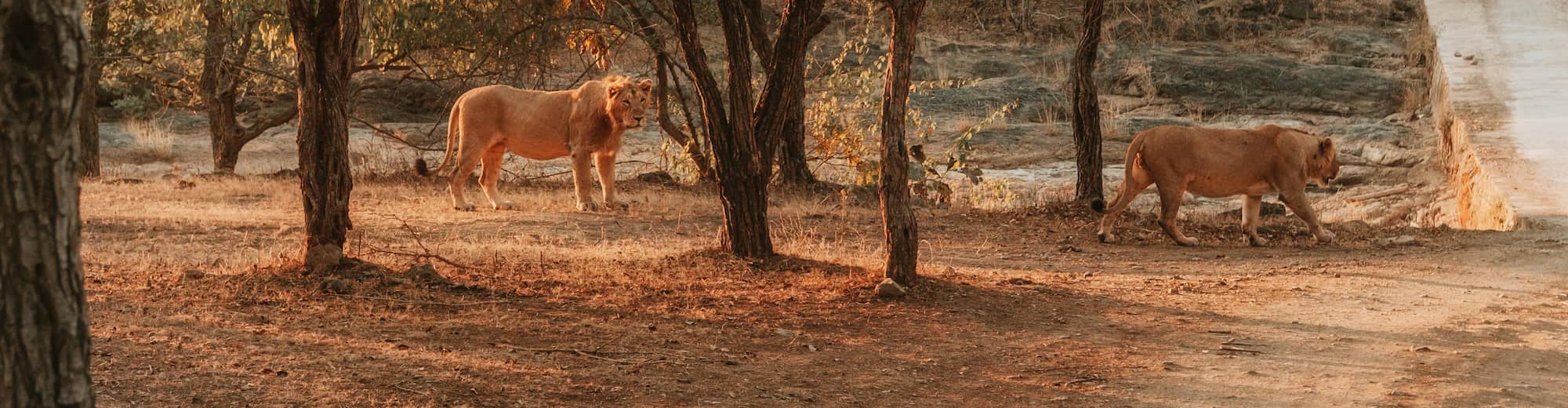 Destination Pages - South Asia - Sasan Gir India