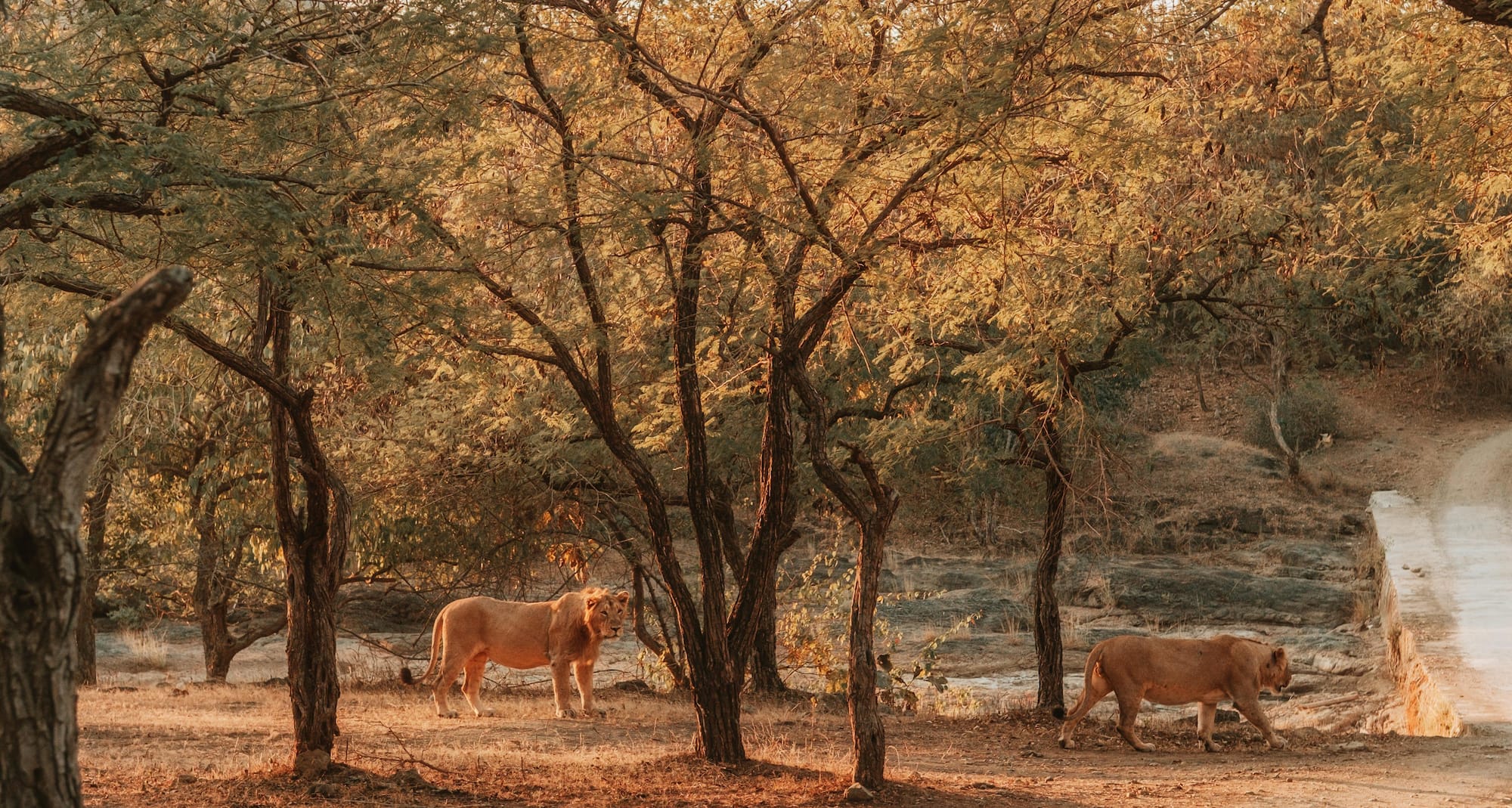 Destination Pages - South Asia - Sasan Gir India