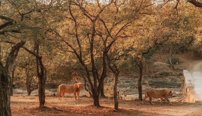 Sasan Gir