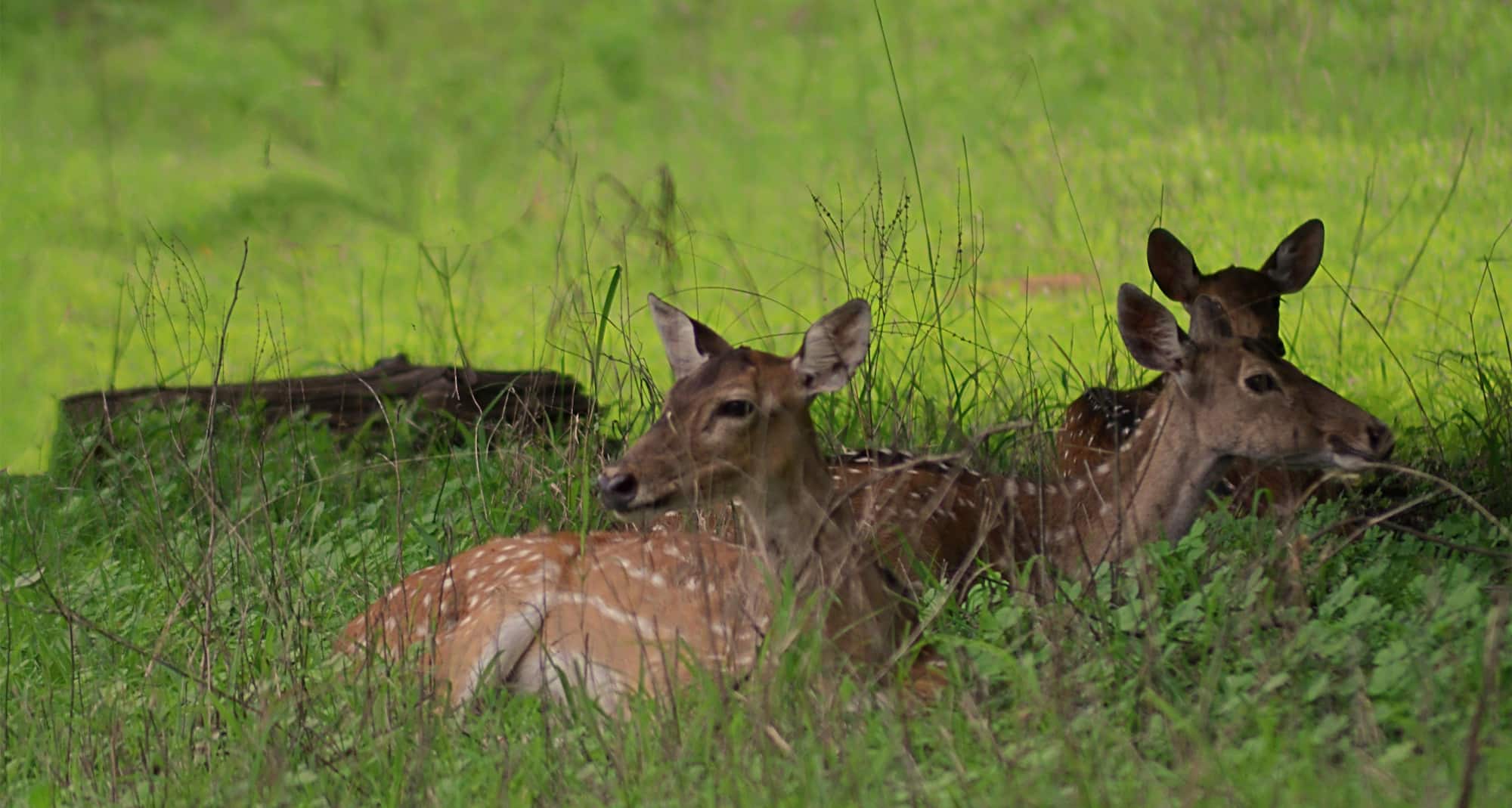 Tadoba Andhari National Park, India