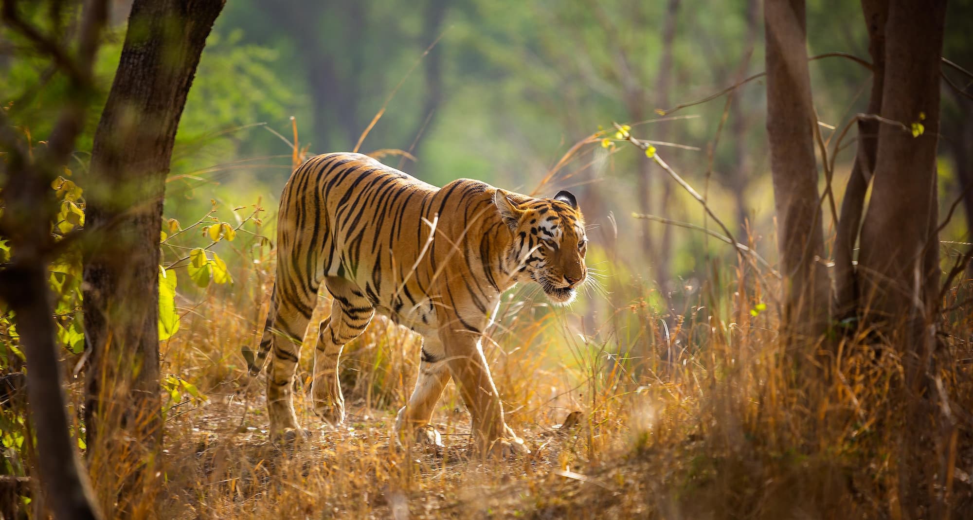 Tadoba Andhari National Park, India