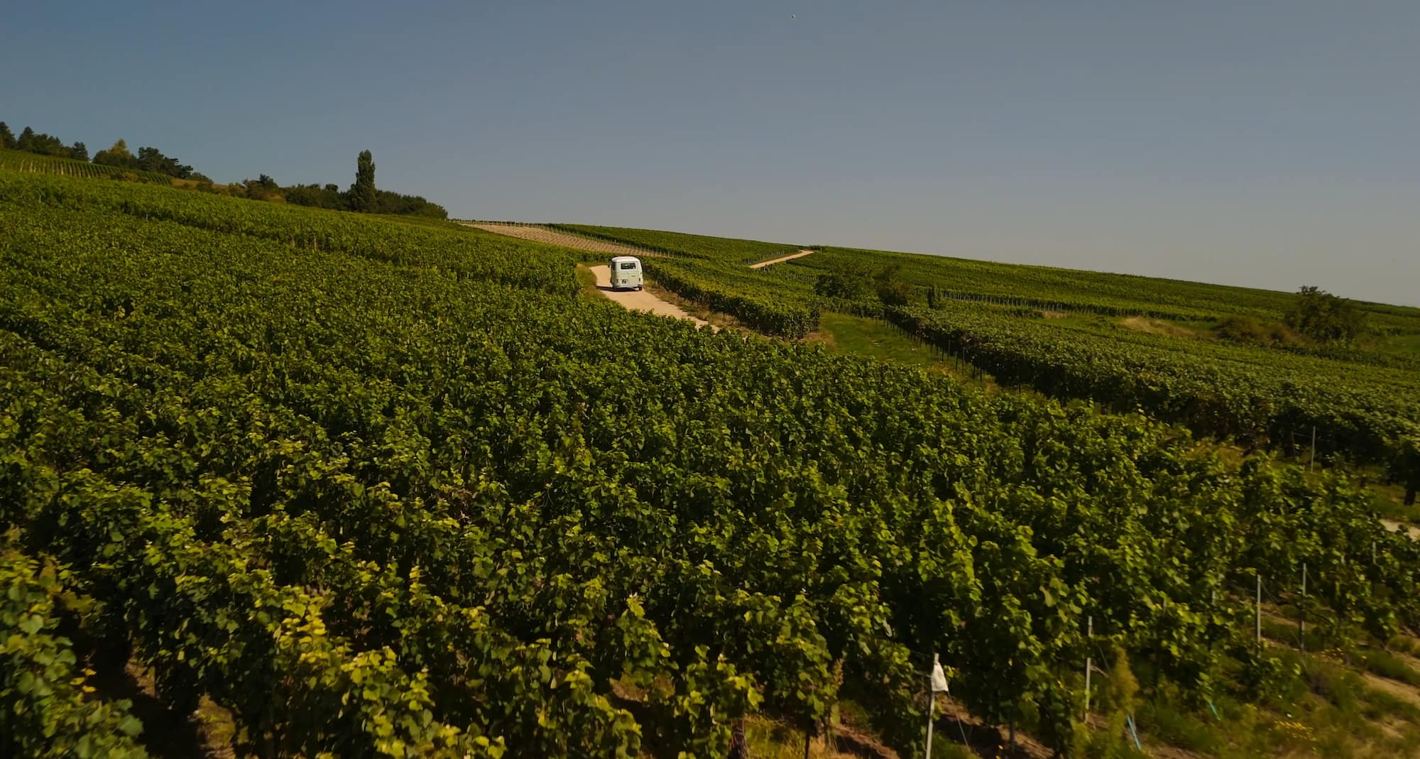 Champagne vineyards