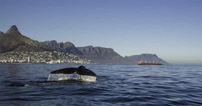 Blog images - 2025 VOL 2 - Cape Town