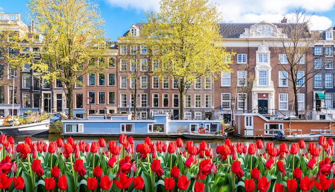 Blog images - 2025 VOL 2 - Amsterdam museums art culture Red tulips at the canals of Amsterdam