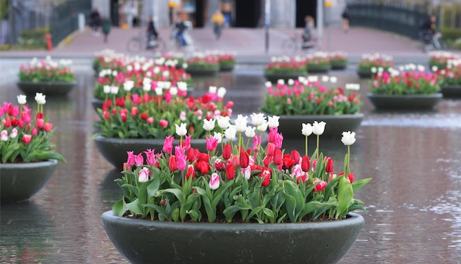 Blog images - 2025 VOL 2 - Amsterdam museums art culture Tulip Festival In Amsterdam