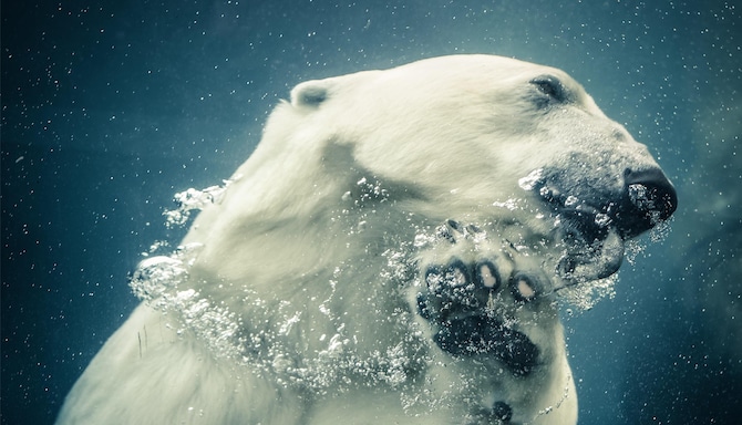 Blog images - 2025 VOL 2 - polar bear in Zoo