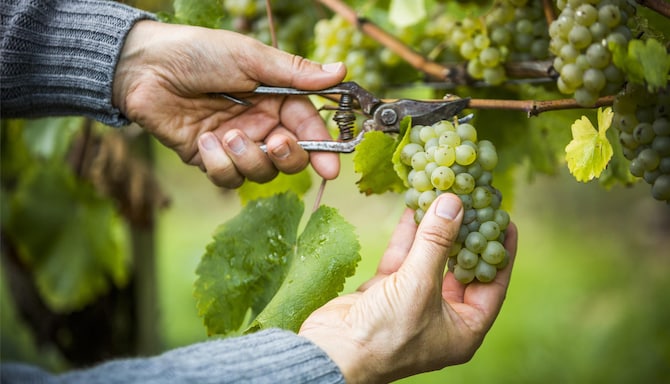 Blog images - 2025 VOL 2 - Vineyards near Nashik