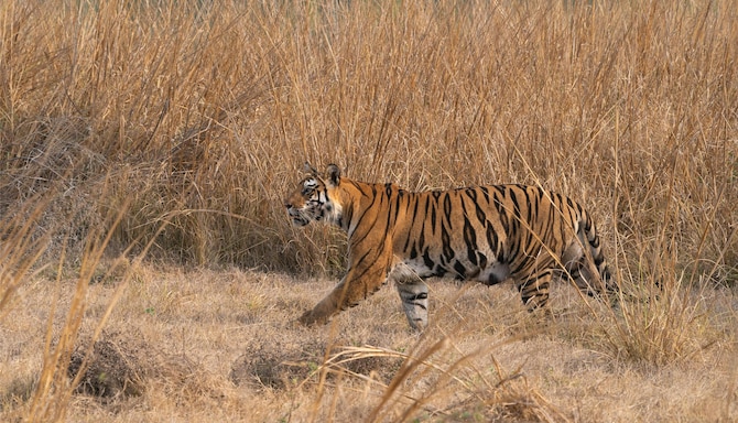 Blog images - 2025 VOL 2 - Panna National Park India