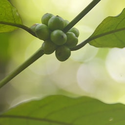 Blog images - 2025 VOL 2 - link image Things to do in Goa