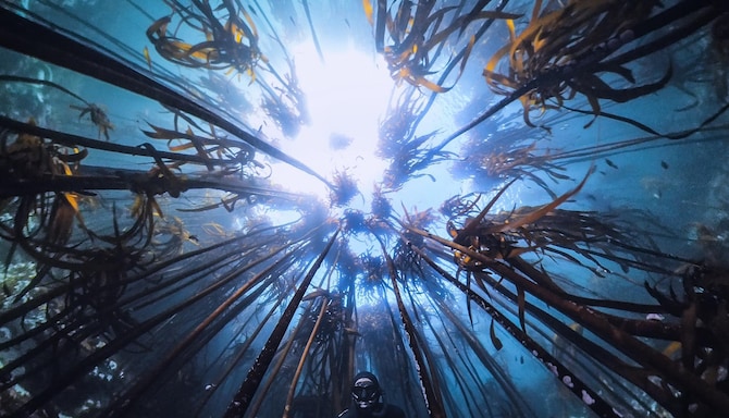 Blog images - 2025 VOL 3 - KelpForest