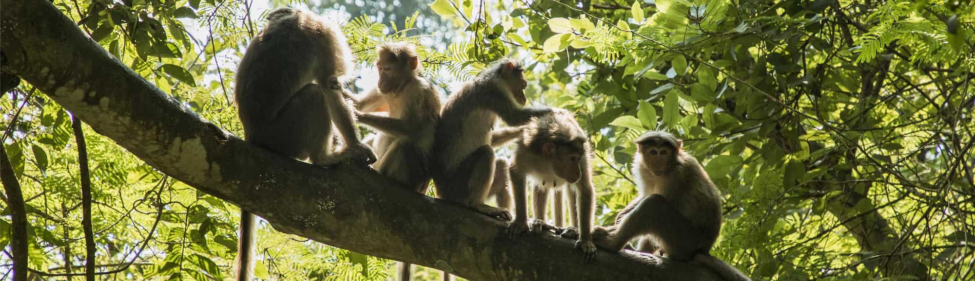 Blog images - 2025 VOL 3 - Discover Sanjay Gandhi National Park s Hidden Gems