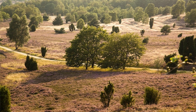 [DO NOT USE OR REMOVE] Blog images - 2025 VOL 3 - Germany Lower Saxony Lueneburg Heath