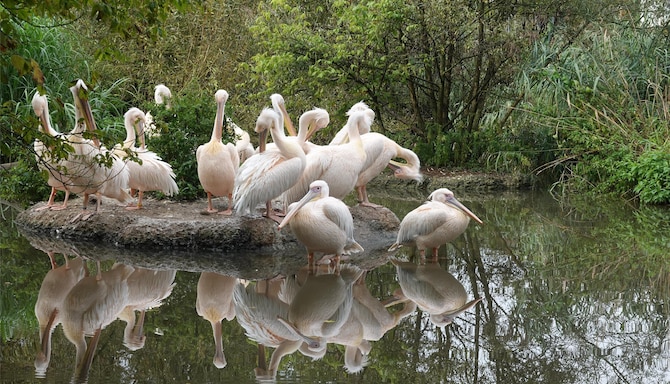 Blog images - 2025 VOL 3 - swans swimming in lake Basel Switzerland