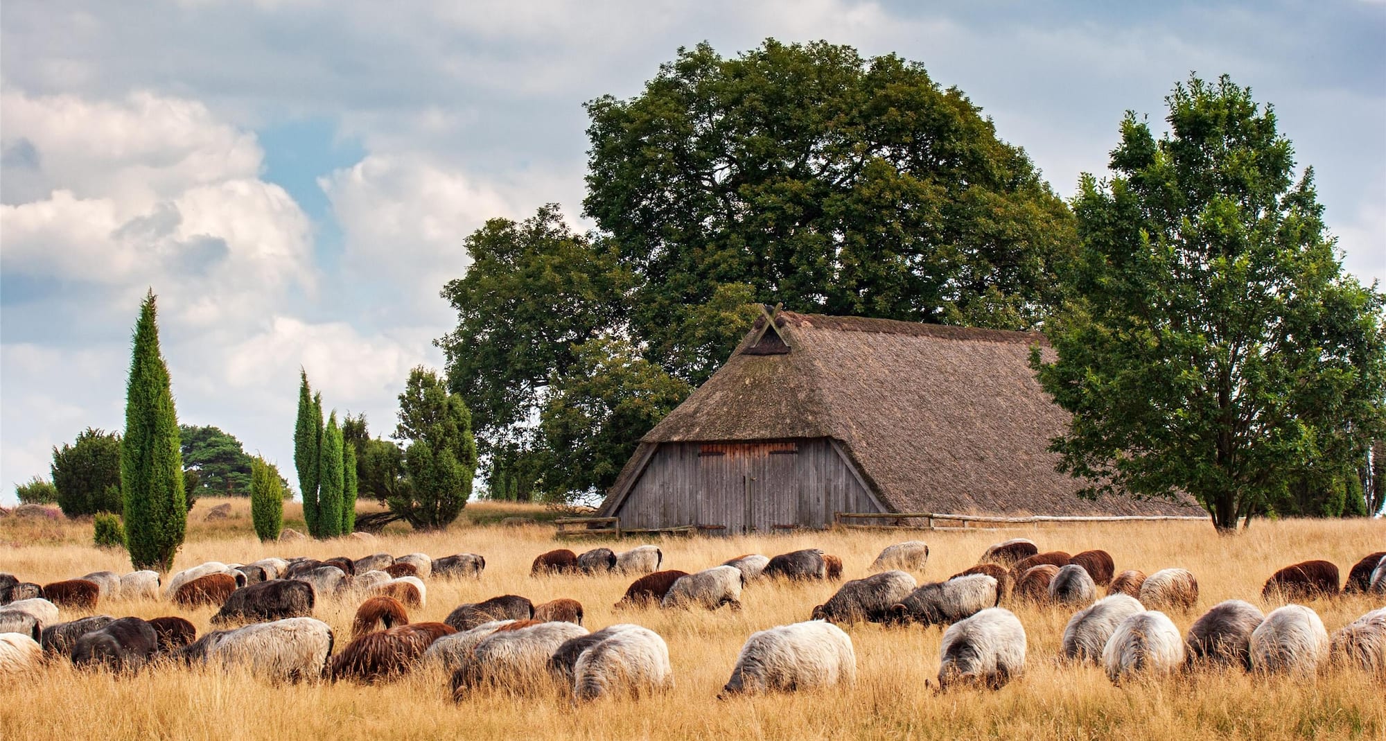Blog images - 2025 VOL 3 - Discover the charm of L neburg Heath