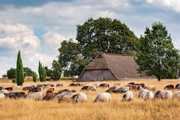 Blog images - 2025 VOL 3 - Discover the charm of L neburg Heath