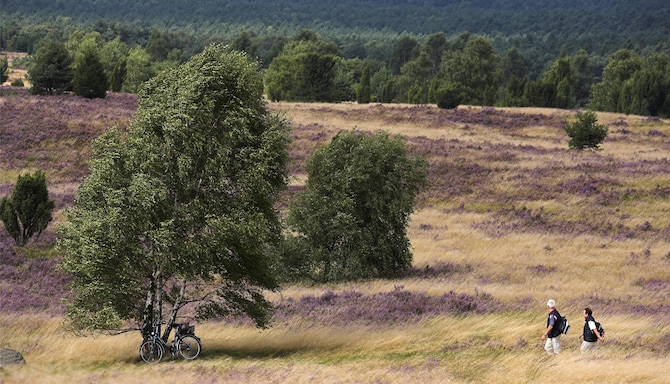 [DO NOT USE OR REMOVE] Blog images - 2025 VOL 3 - Lueneburger Heide in Lower SaxonyGermany