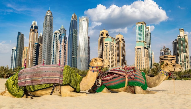 Marketing Campaigns MEA - Camel in front of Dubai Marina in a summer day, Dubai, UAE