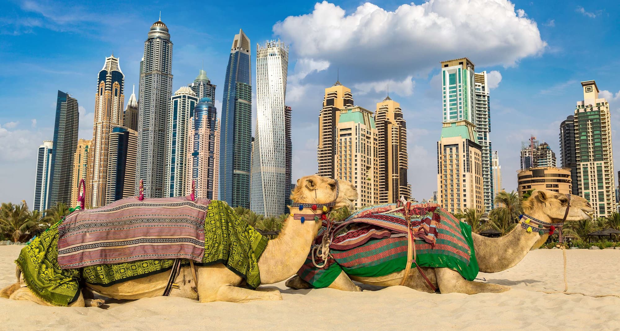 Marketing Campaigns MEA - Camel in front of Dubai Marina in a summer day, Dubai, UAE