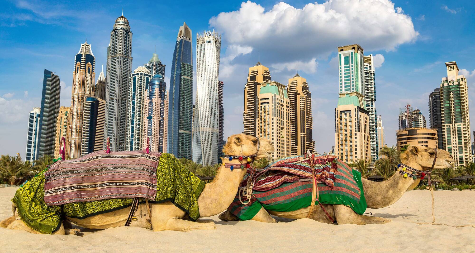 Marketing Kampagnen MEA - Kamel vor Dubai Marina an einem Sommertag, Dubai, VAE