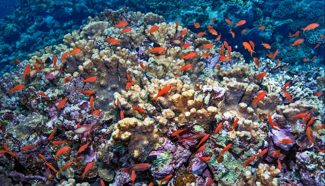 Möten och evenemang - META+MED-destinationer - El Quseir, Egypten 3