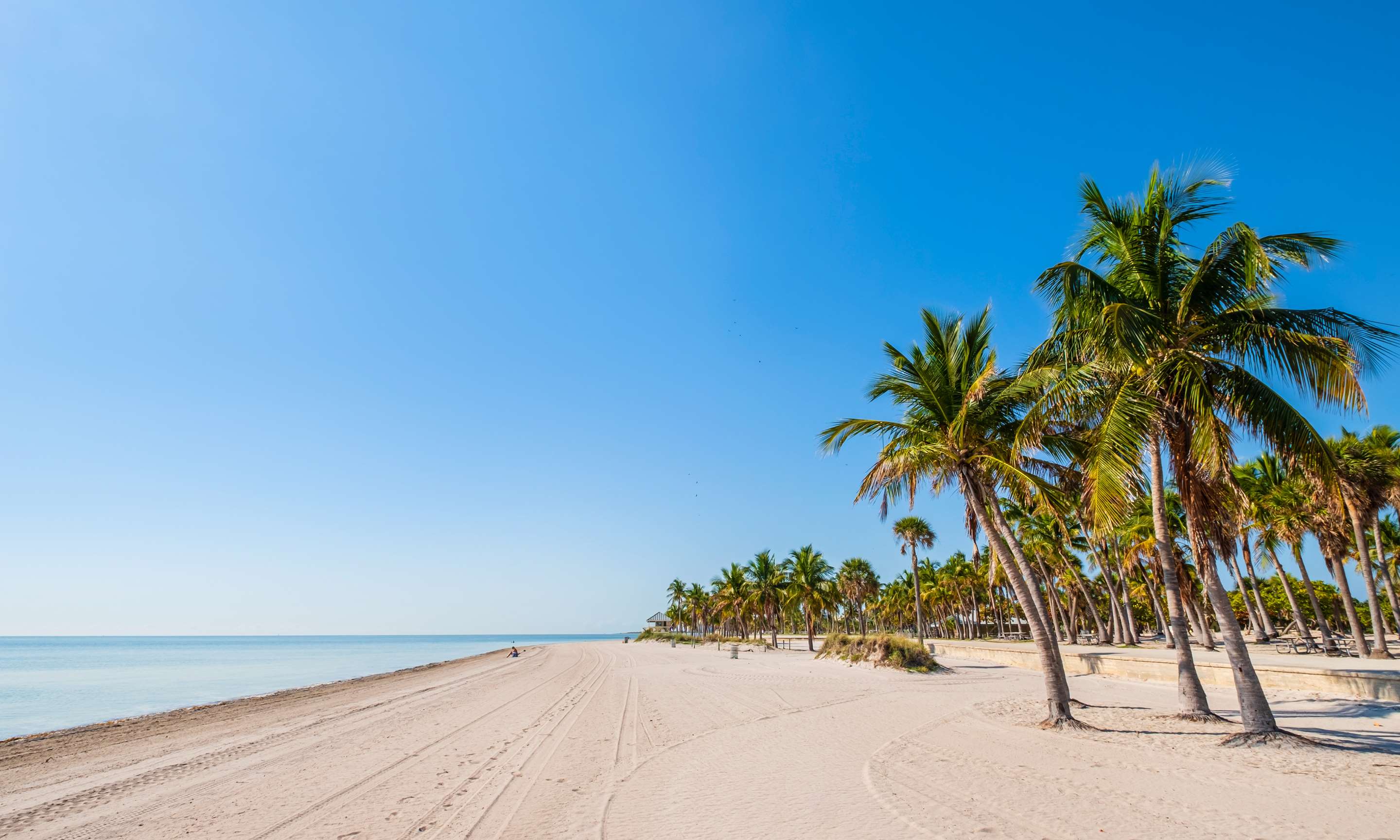 Palm trees line a sandy beach with blue skies above