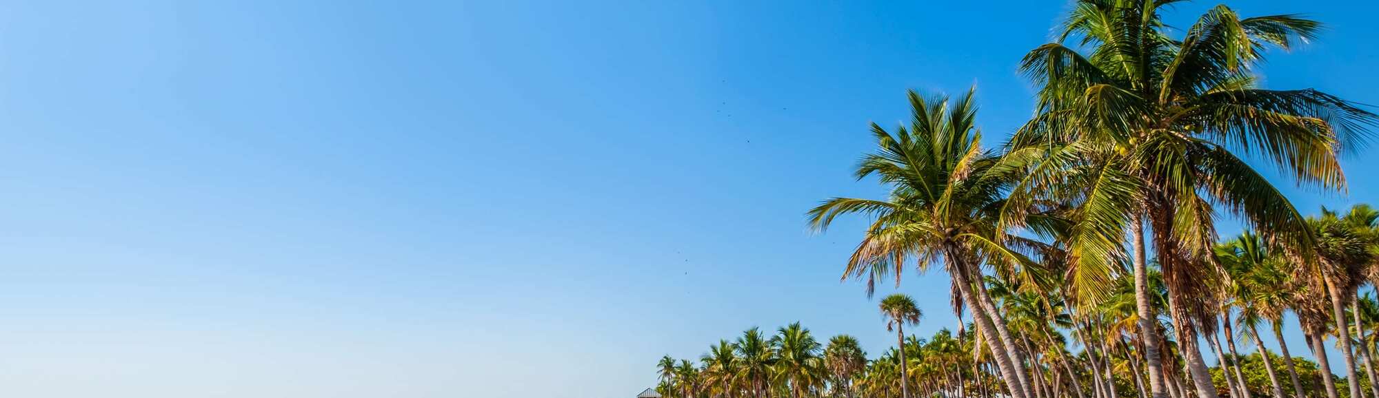 Palm trees line a sandy beach with blue skies above