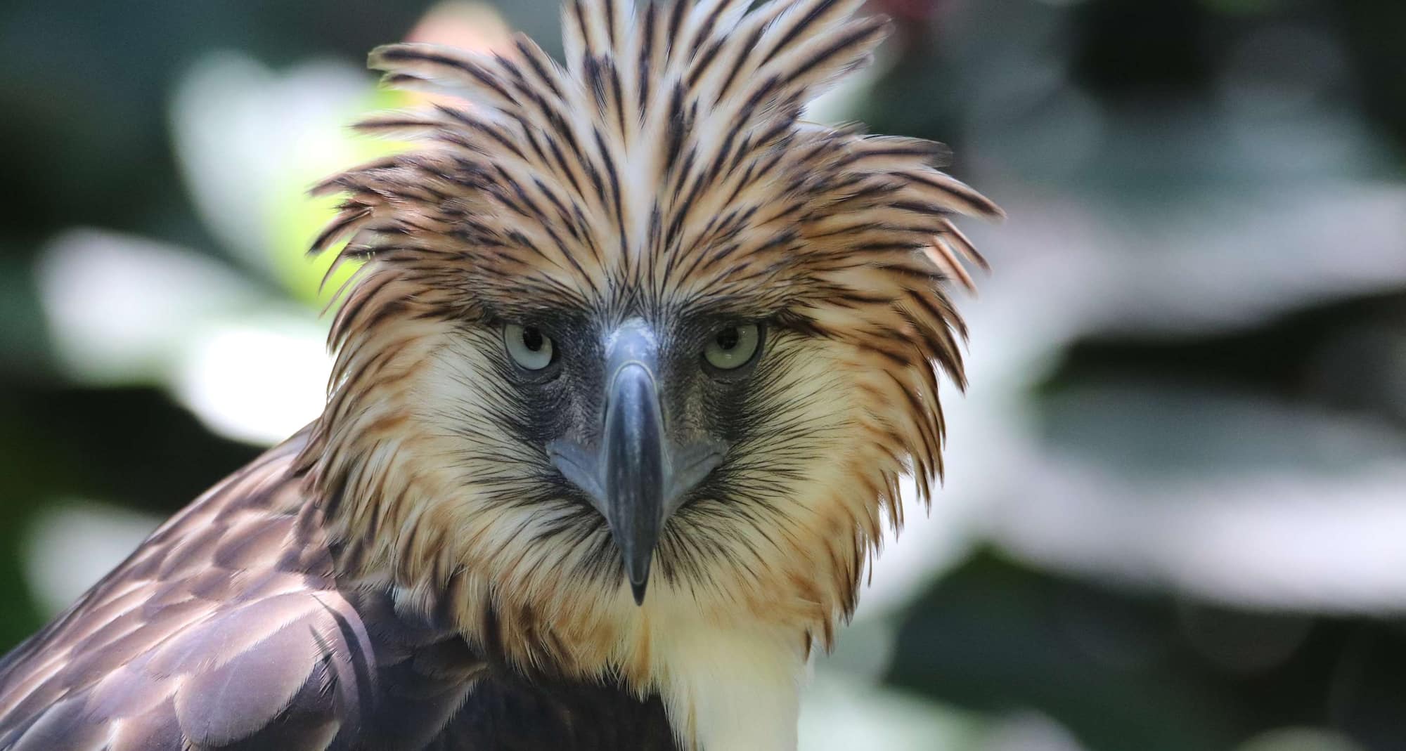 Park Inn by Radisson Davao - Philippine Eagle