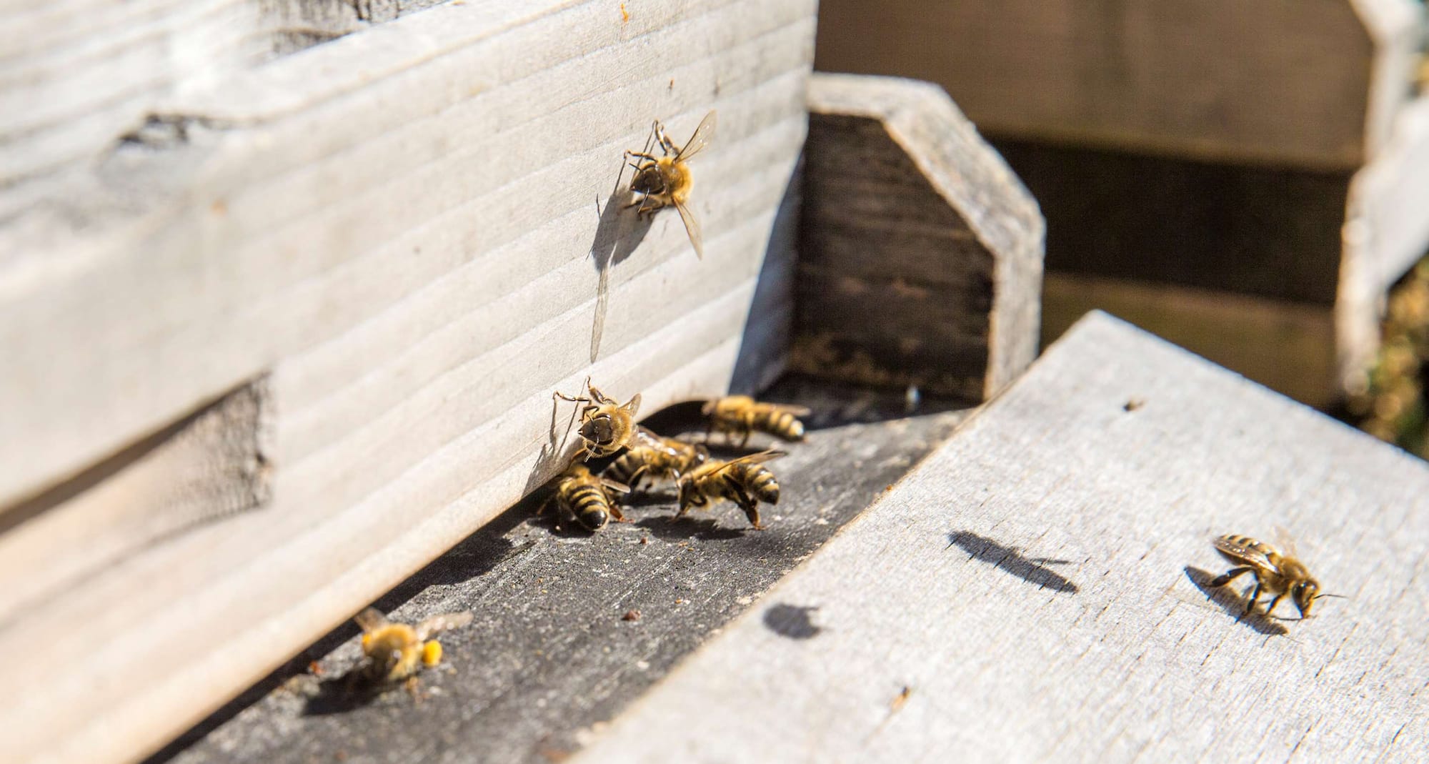 Park Inn by Radisson Linz - Bees