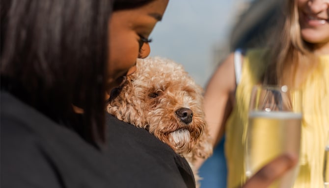 Park Plaza Brand - EMEA - Park Plaza Pets