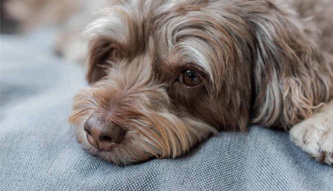 Park Plaza Brand - EMEA - Park Plaza Pets