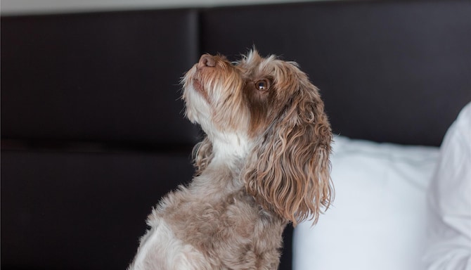 Park Plaza Brand - EMEA - Park Plaza Pets