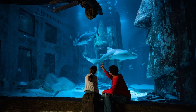 Merlin - SEA LIFE London Aquarium