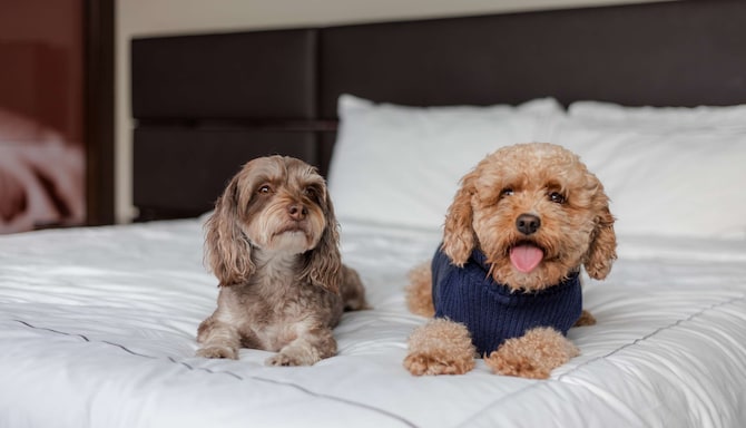 Park Plaza Brand - EMEA - Park Plaza Pets Hero Imgae