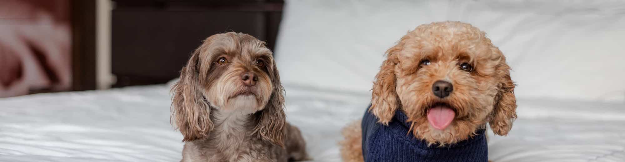 Park Plaza Brand - EMEA - Park Plaza Pets Hero Imgae