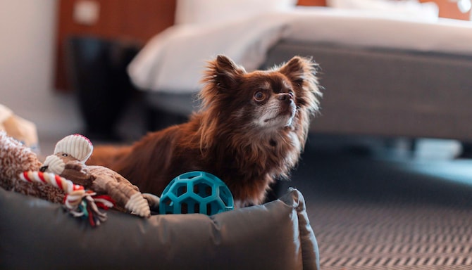 Radisson Blu Arlandia Hotel, Stockholm-Arlanda - Rad Pet