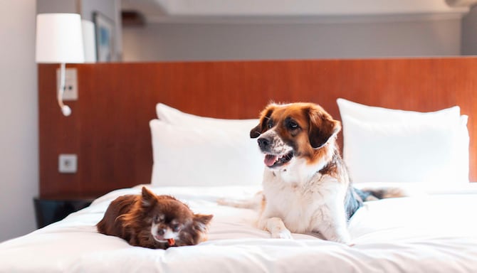 Radisson Blu Arlandia Hotel, Stockholm-Arlanda - Rad Pet