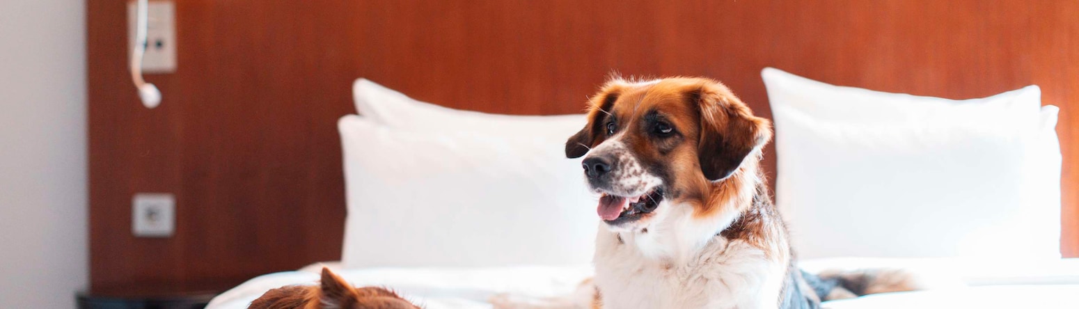 Radisson Blu Arlandia Hotel, Stockholm-Arlanda - Rad Pet